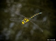 dragonfly.jpg